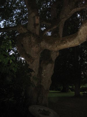 aare kodu Hiiemetsa 009