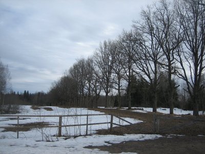 Antsu talu allee aprill 2011 (1)
