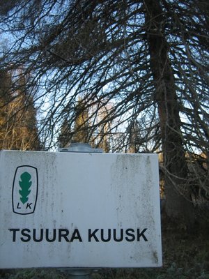 Tsuura kuusk nov 11 043