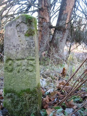 Tsuura kuusk nov 11 058