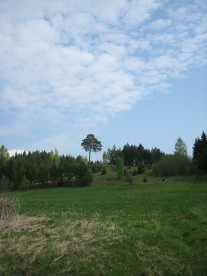Zorro talu003