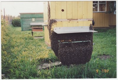 694. Rebaste talu mesipuu 2002