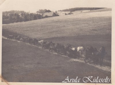396. matus Tinnijaagult